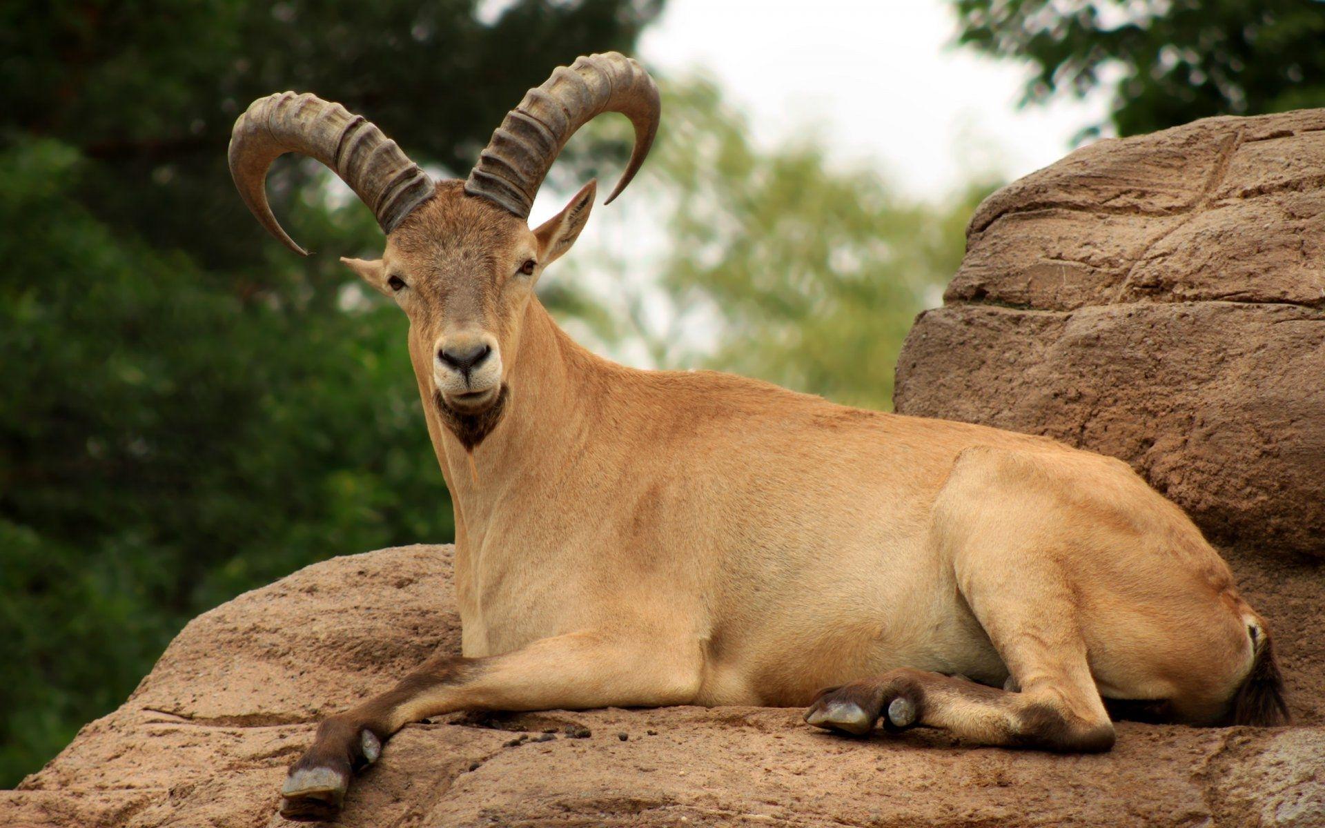 1920x1200 Animals Desktop Wallpaper : 820262 Goat Wallpaper