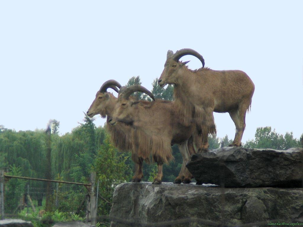 1024x768 Goat Wallpaper. Image and animals Goat picture (683)