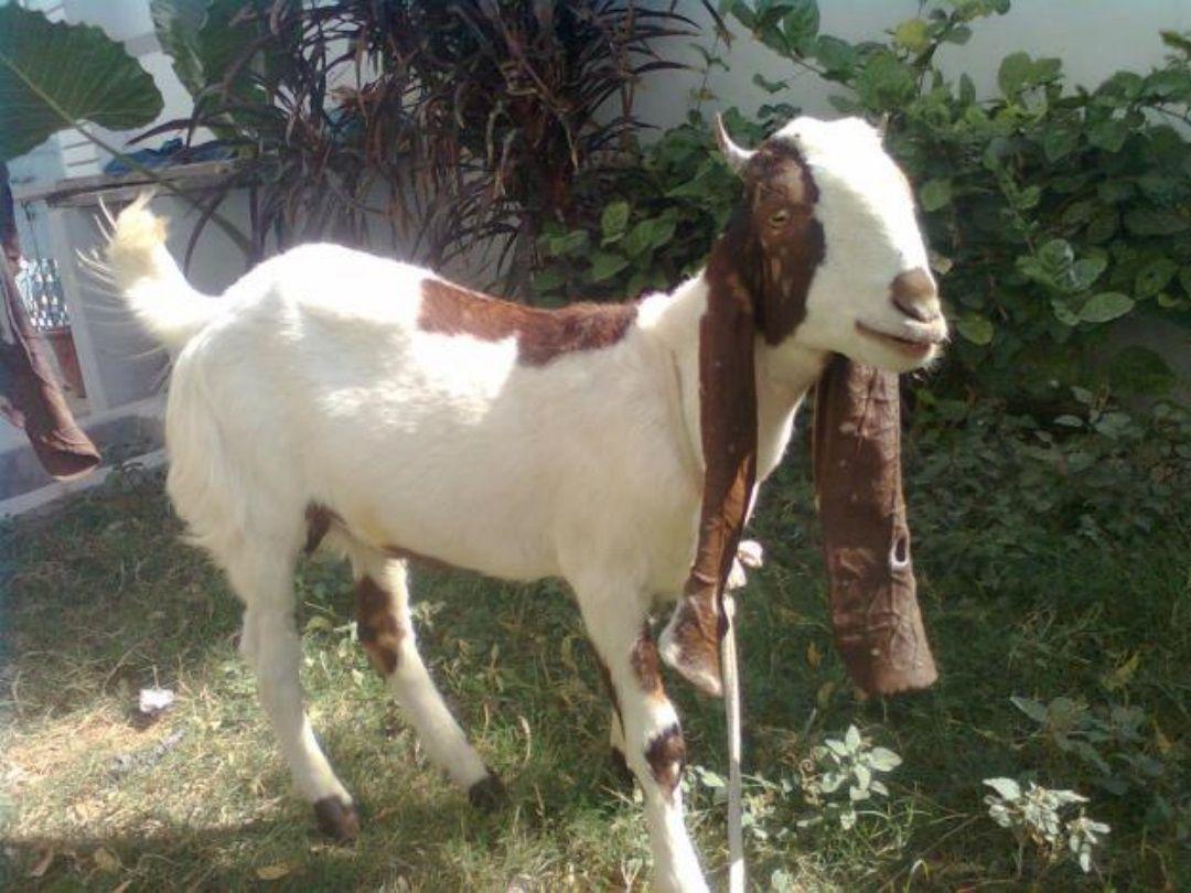 1080x810 New Goat (Bakra) HD Wallpaper Picture Image Photo Collection