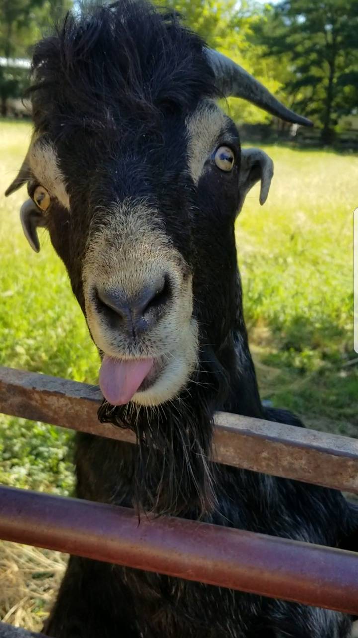 720x1280 Jimmy the goat wallpaper