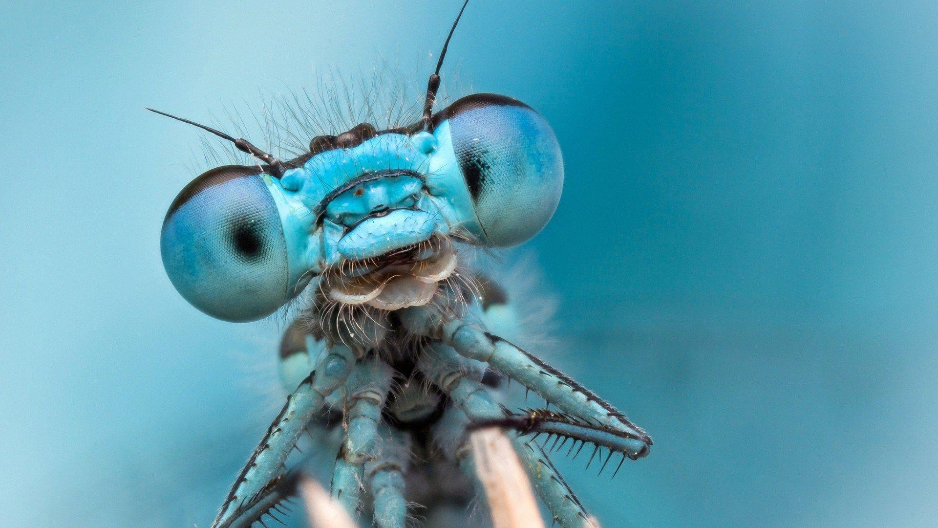 1920x1080 dragonfly super macro photo blue wide HD wallpaper