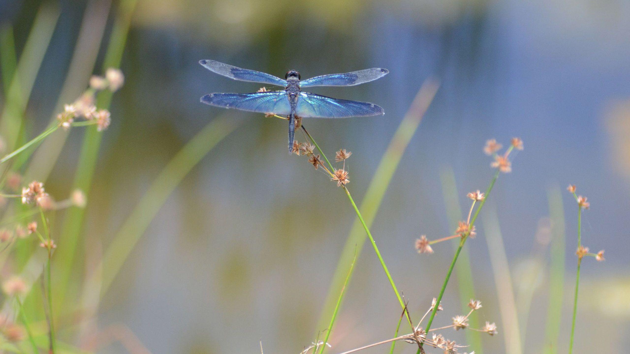 2560x1440 Dragonfly Wallpaper for Walls. Steampunk