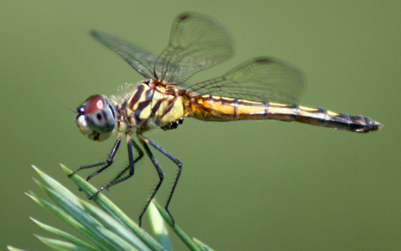 1698x1061 dragonfly bug