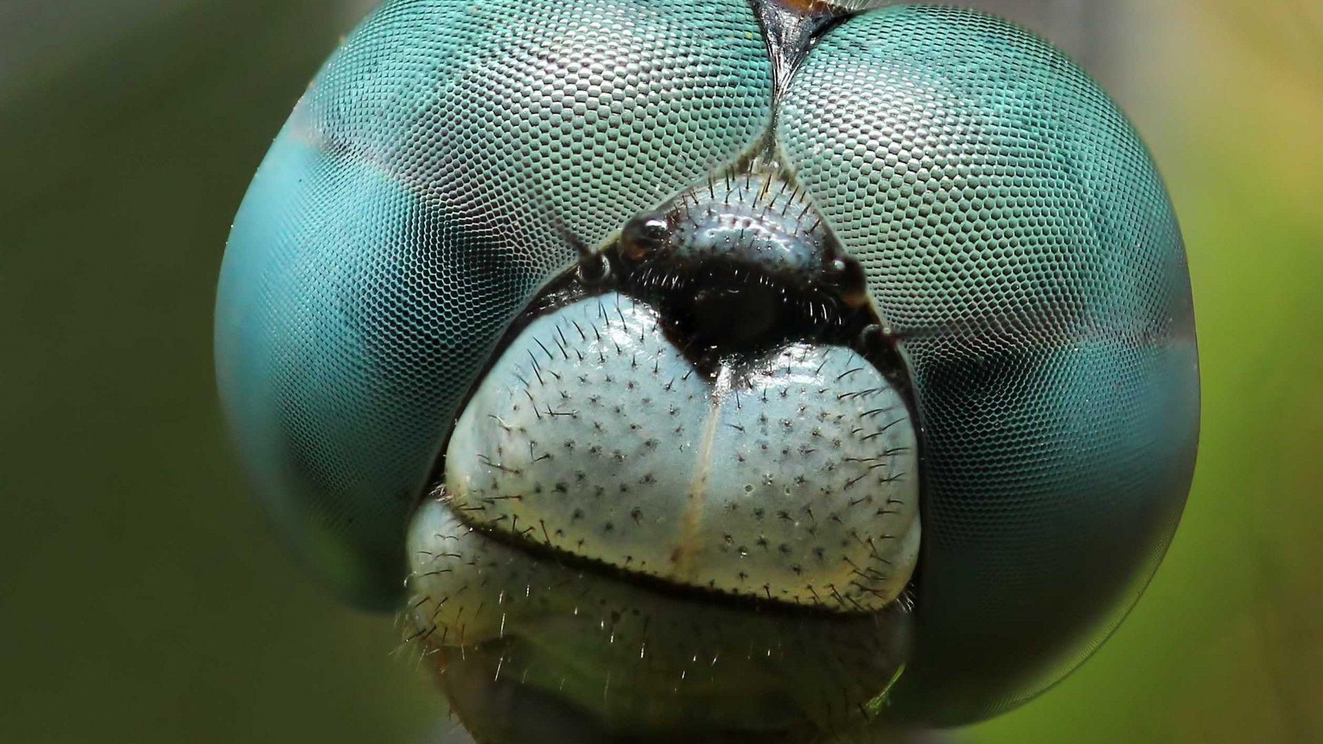 1920x1080 Close Up Dragonfly