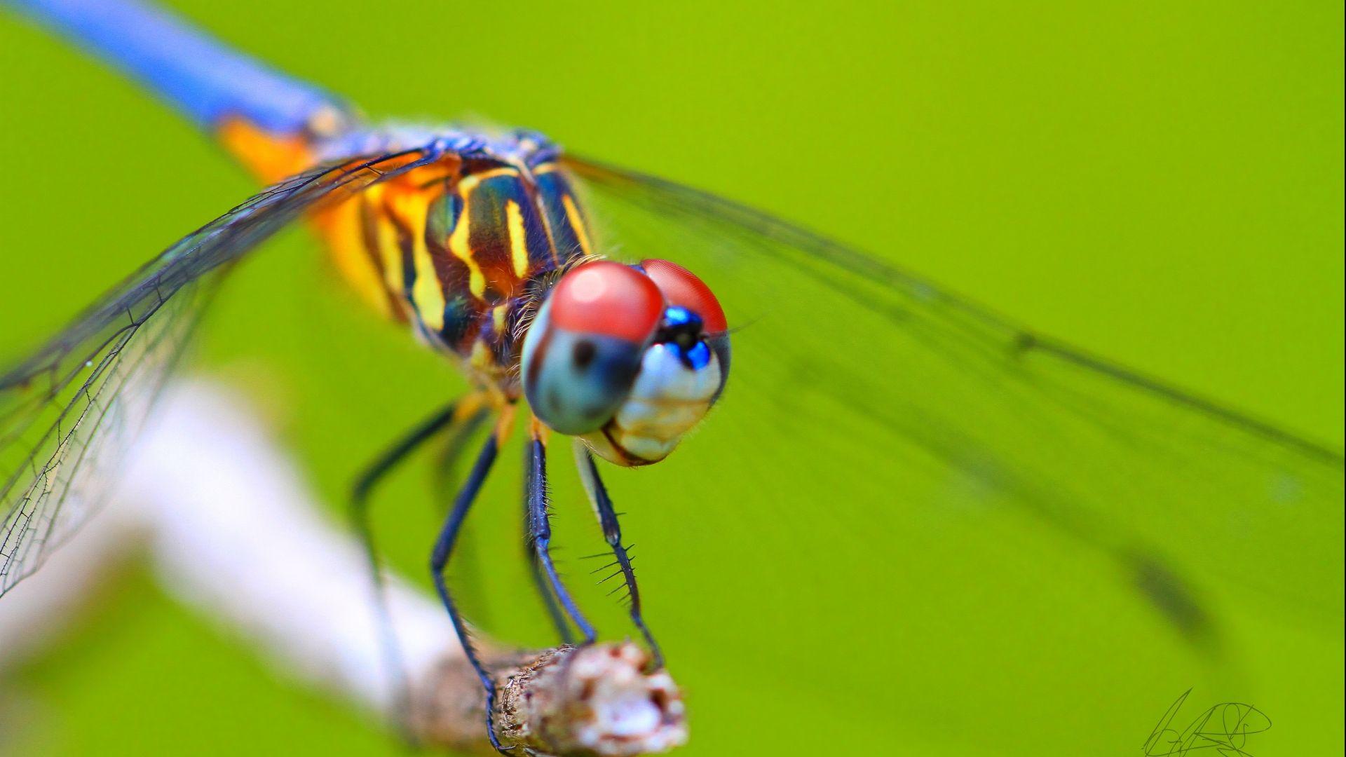 1920x1080 Awesome and Stunning Dragonflies Wallpaper Collection