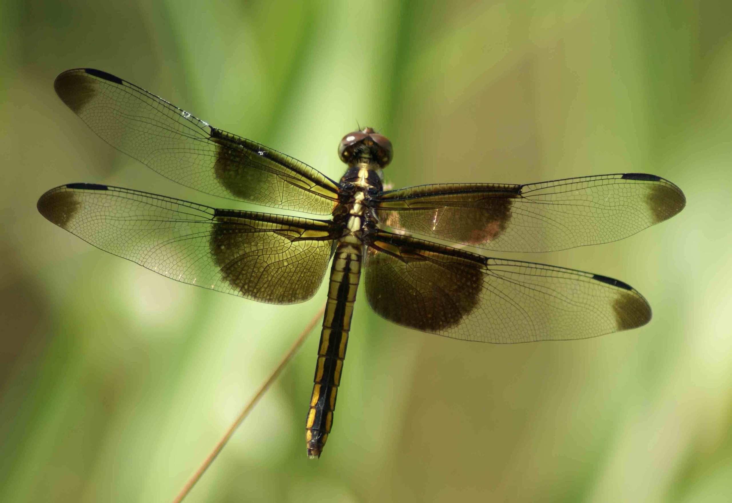 Dragonfly HD Wallpapers - Top Free Dragonfly HD Backgrounds ...