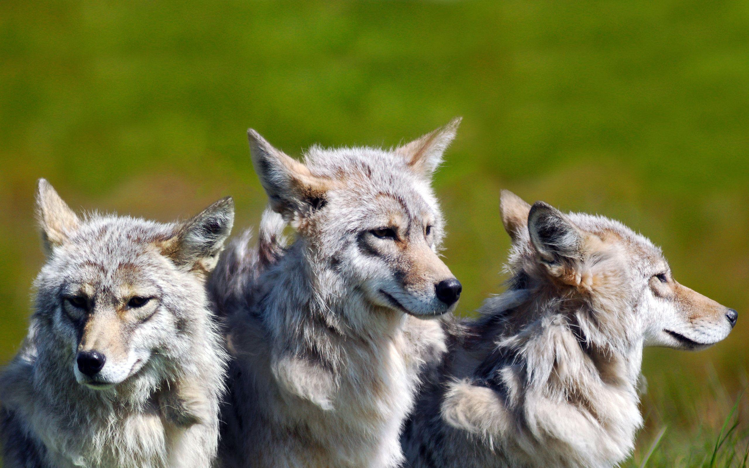 2560x1600 Three brother wolves wallpaperx1600