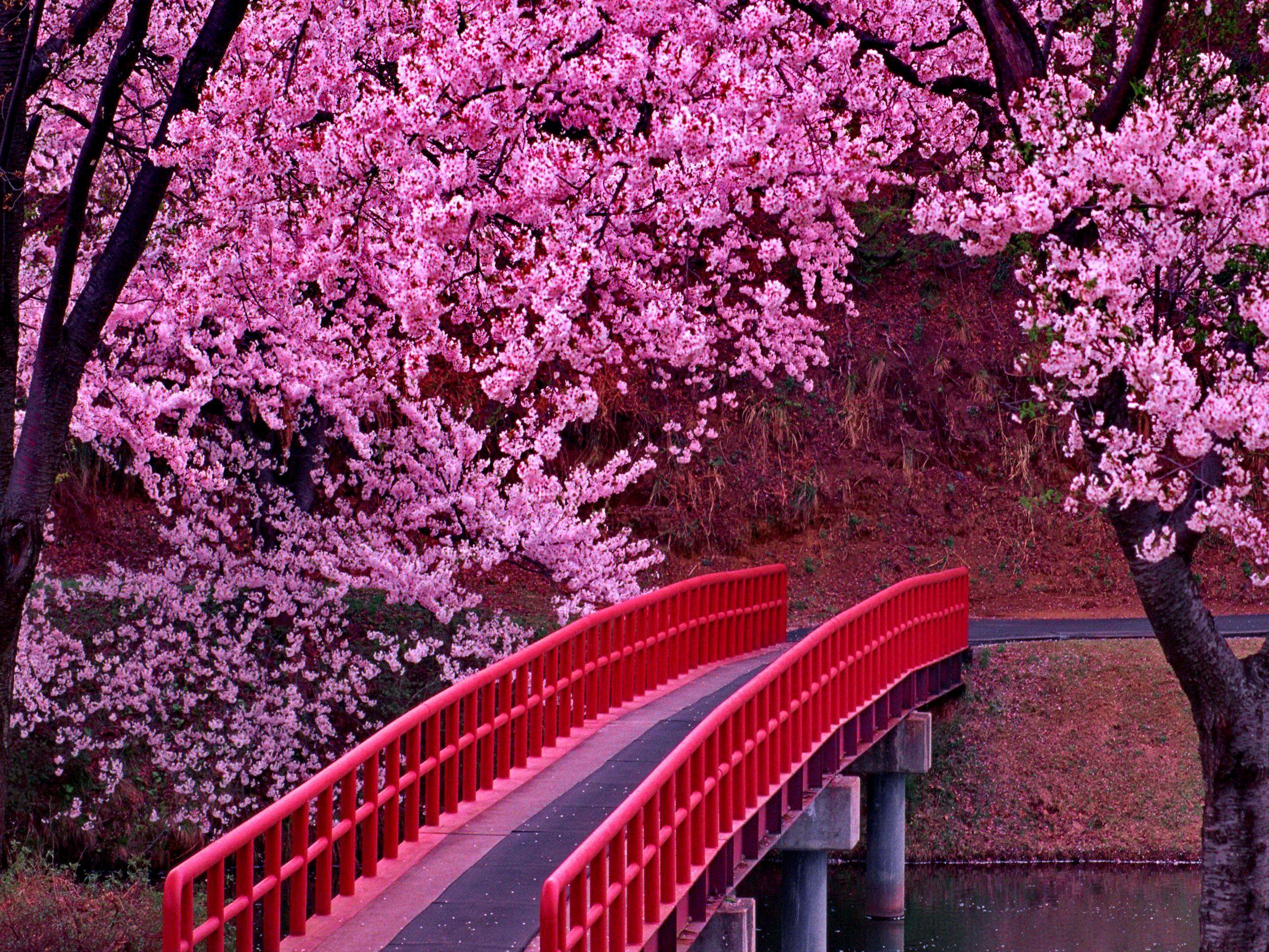 Cherry Blossom Tree Wallpapers - Boots For Women