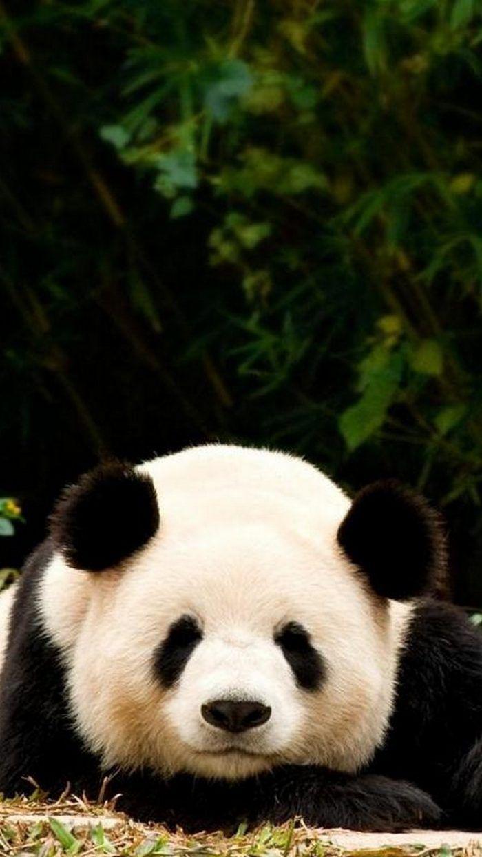 3D Cute Panda Wallpapers - Top Free 3D Cute Panda Backgrounds