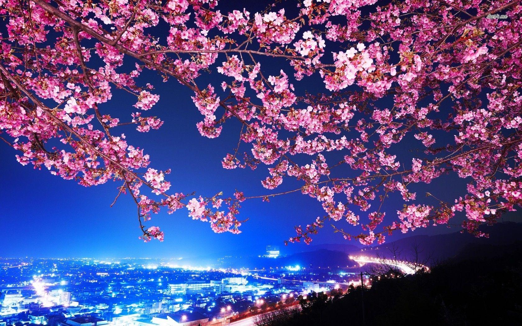 Cherry Blossoms in Moonlight Live Wallpaper  Live Wallpaper