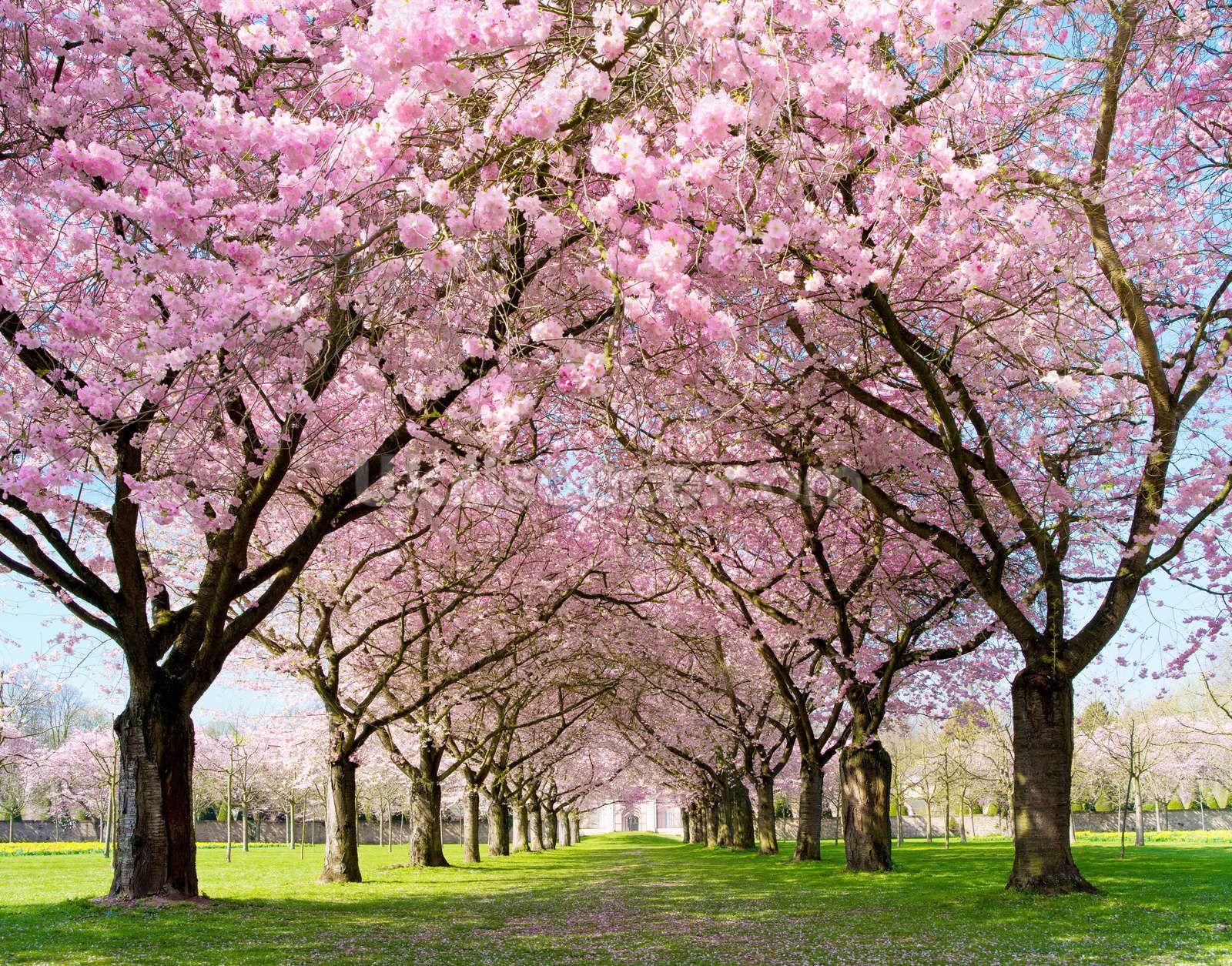 Cherry Blossom Tree Wallpapers - Top Free Cherry Blossom Tree ...