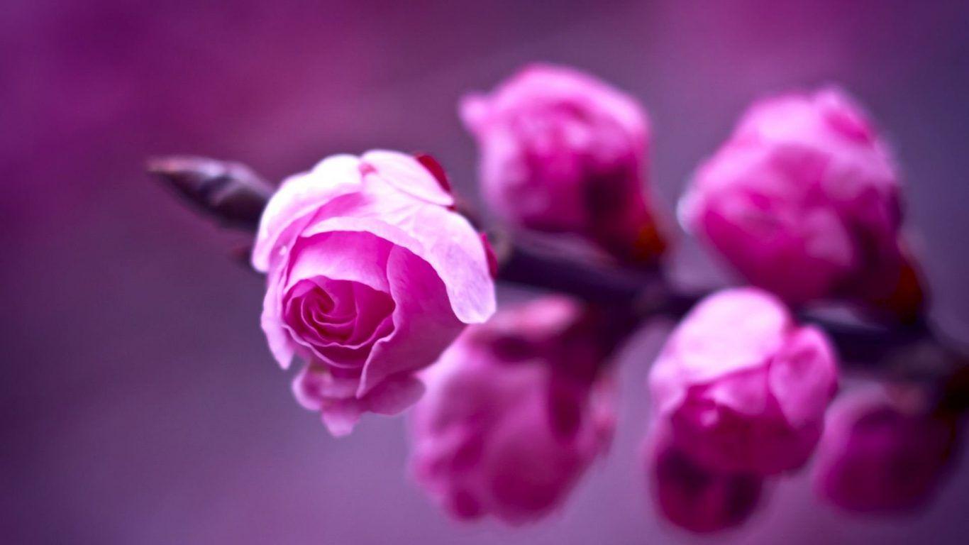 1366x768 Hot Pink Wallpaper Desktop Background Kecbio