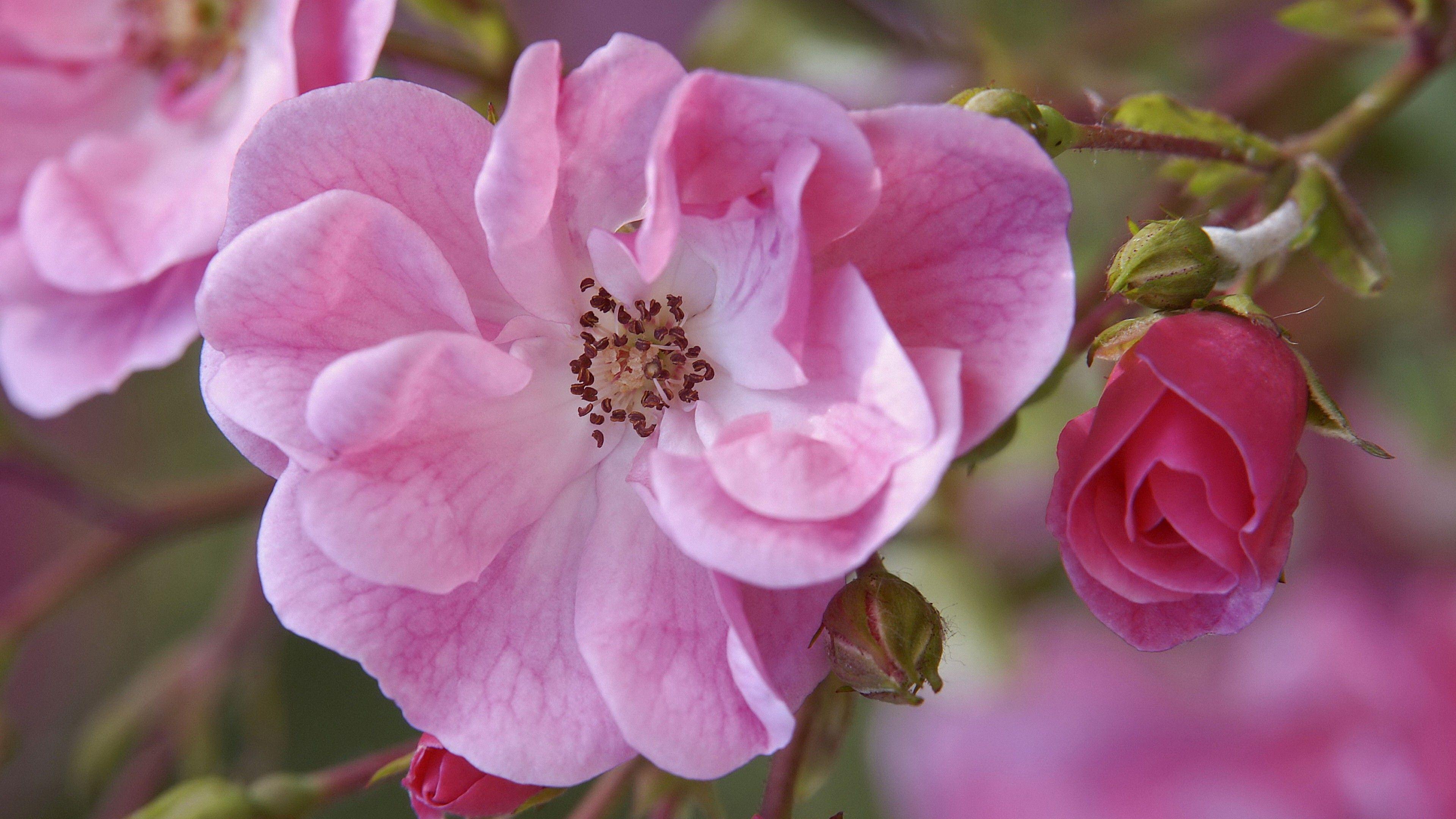 3840x2160 Cool Pink Photo (12)