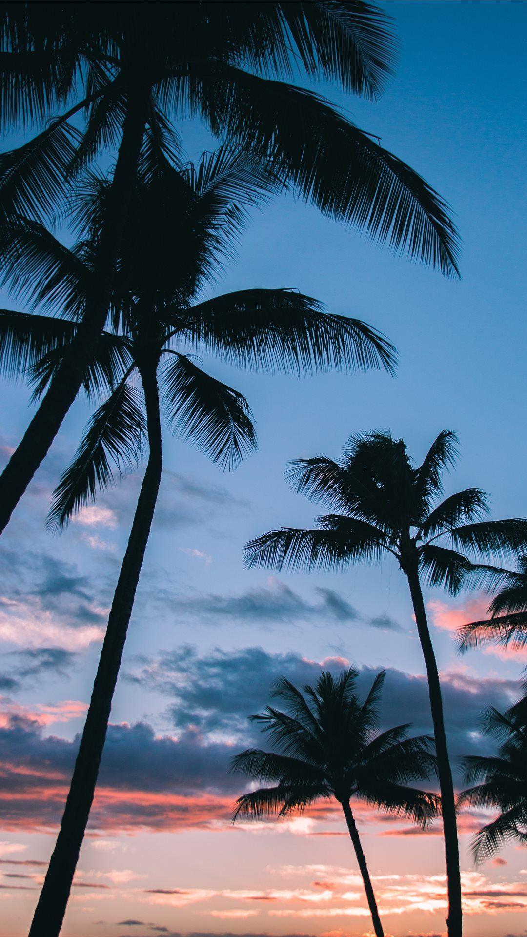 1080x1920 Palm Trees in Paradise iPhone Wallpaper Free Download