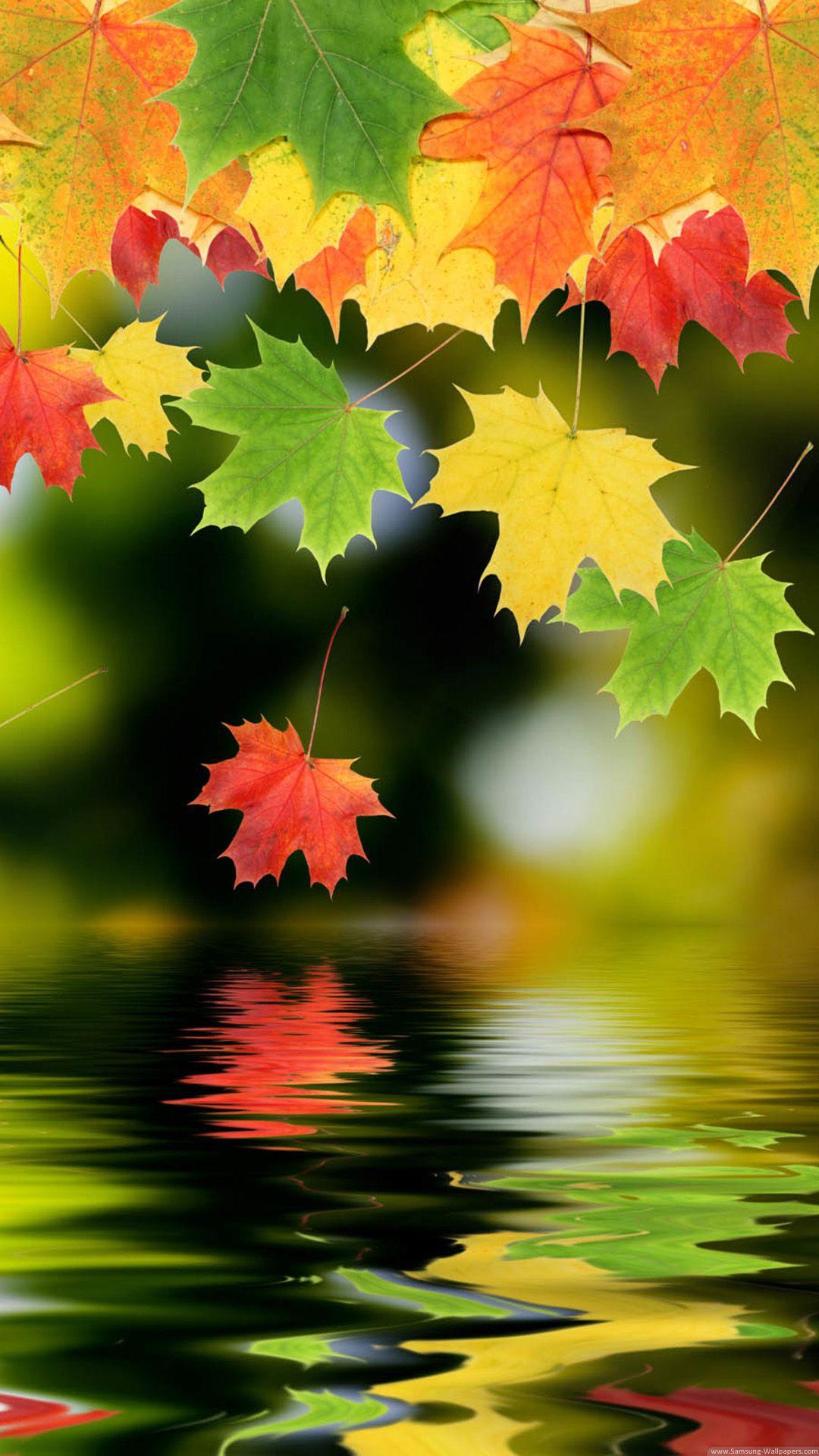 1080x1920 Colorful Autumn Maple Leafs iPhone 6 Plus HD Wallpaper HD
