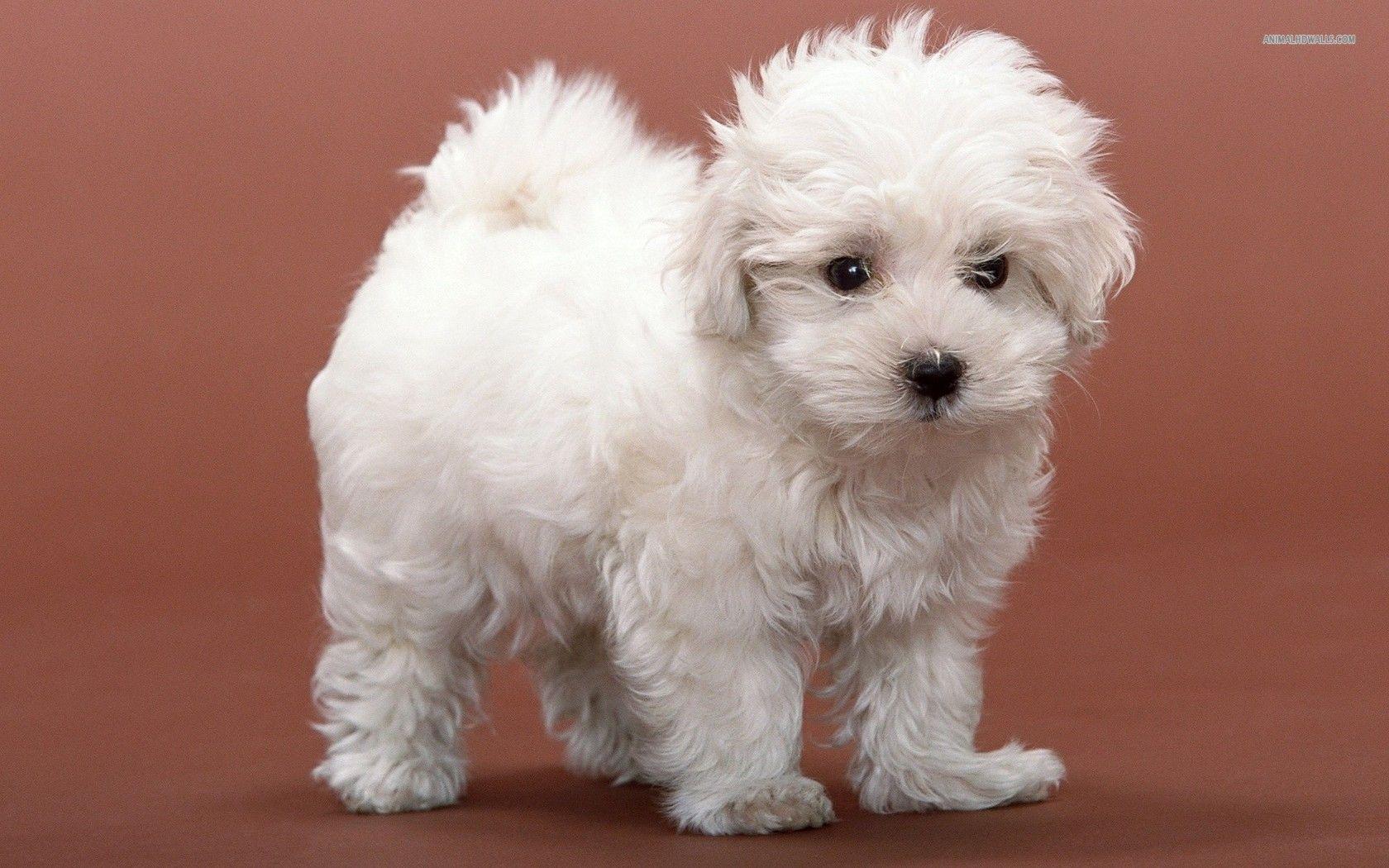1680x1050 Bichon Frise Wallpaper. Bichon Frise