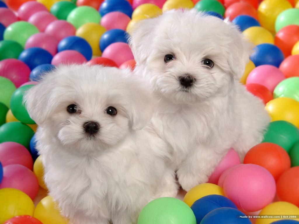 Bichon Frise Wallpapers - Top Free Bichon Frise Backgrounds