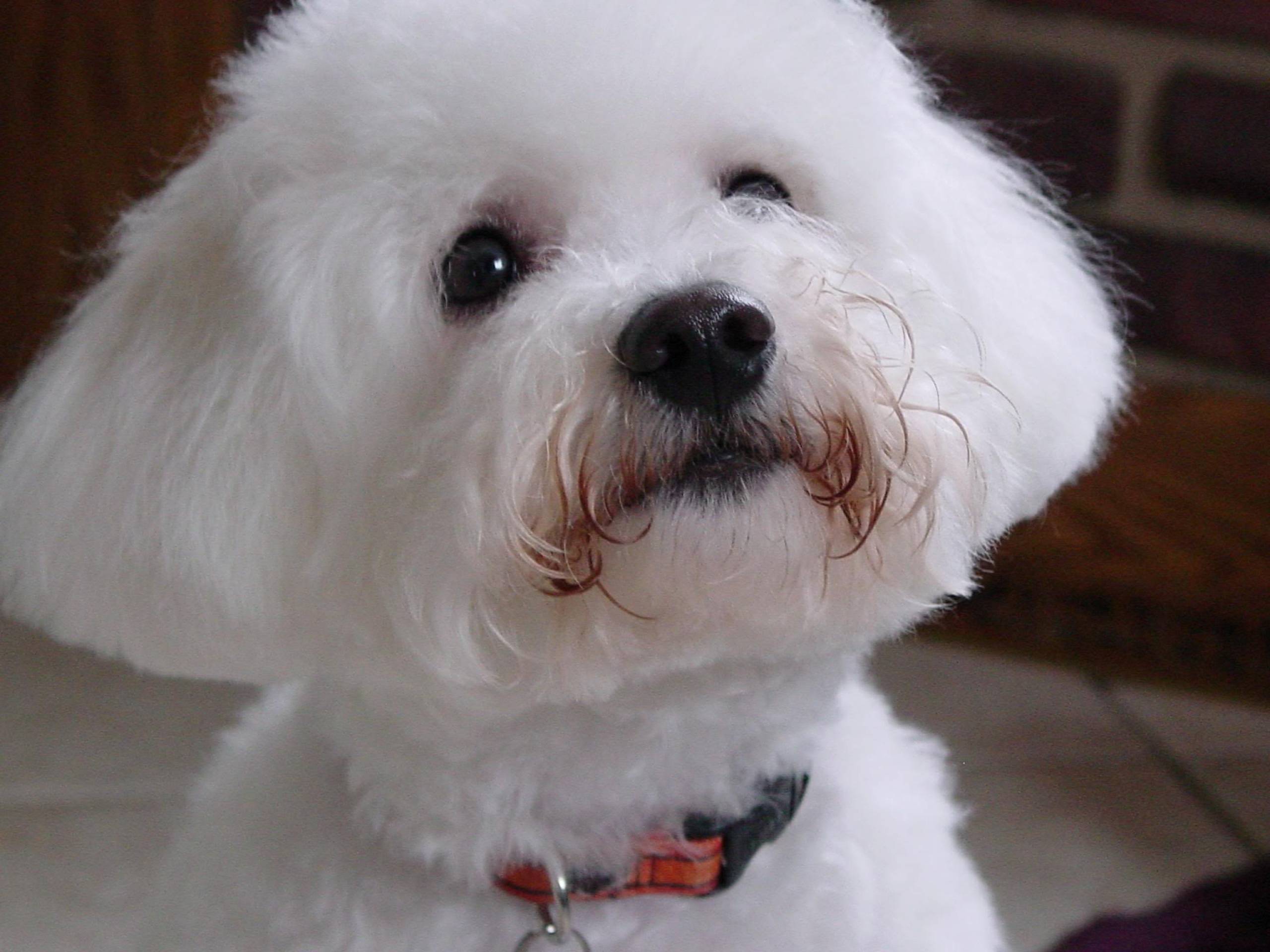 Bichon Frise Wallpapers - Top Free Bichon Frise Backgrounds ...