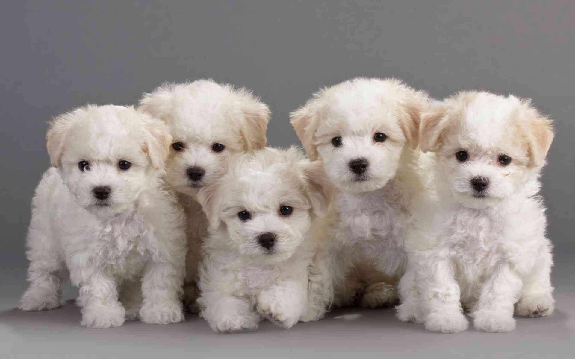1920x1200 Family breed Bichon Frise on a gray background wallpaper