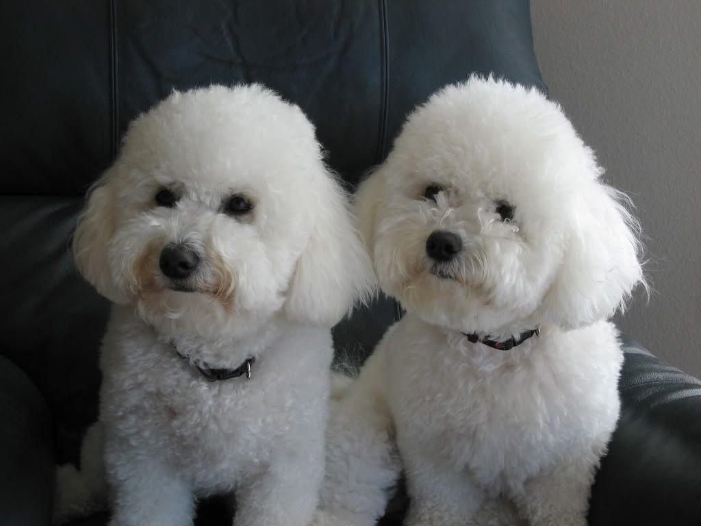 1024x768 Bichon Frise wallpaperx768