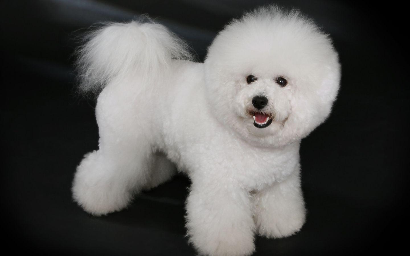 1440x900 Dog breed Bichon Frise posing on a black background Desktop