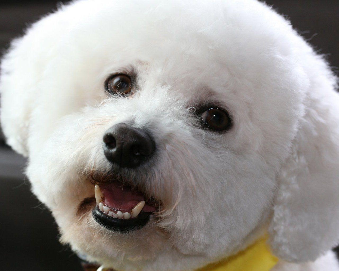 1280x1024 Bichon Frise Wallpaper, Picture & Breed Information. Bichon