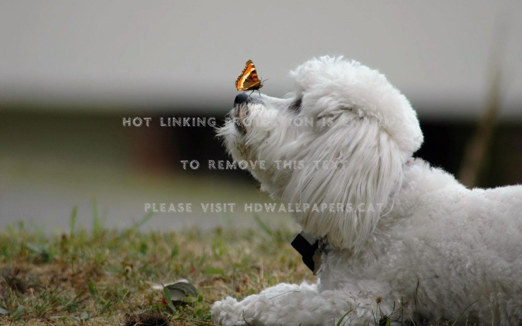 1680x1050 butterfly and bichon frise dogs animals