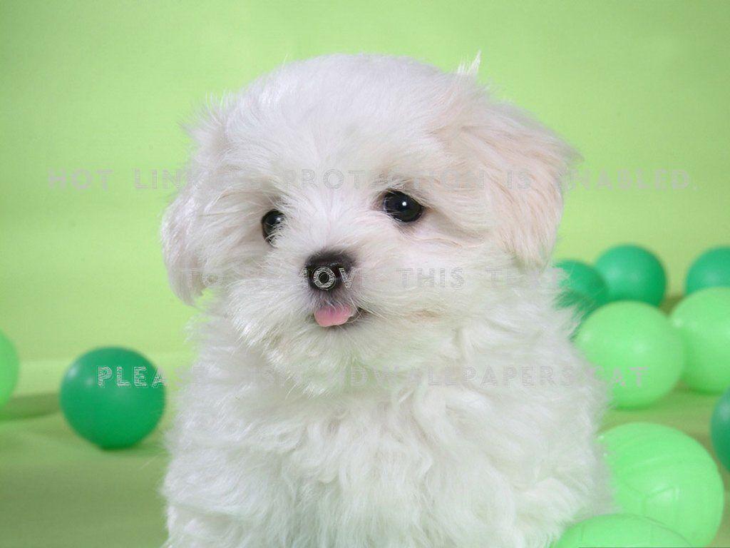 1024x768 cute bichon frise puppy white pet dog