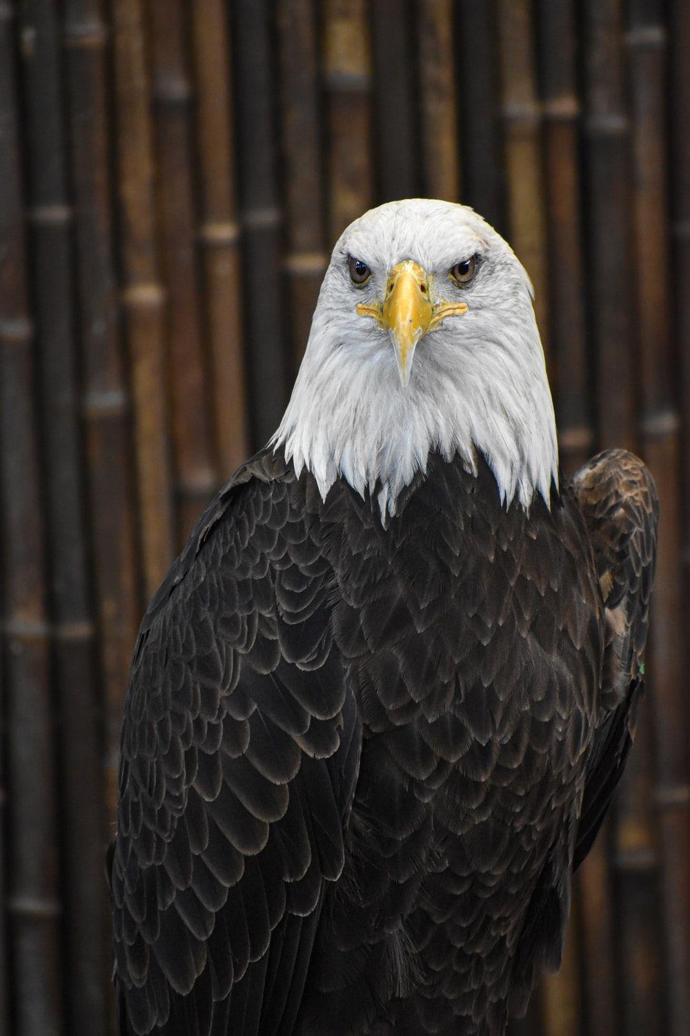 1000x1500 Eagle Wallpaper: Free HD Download [HQ]