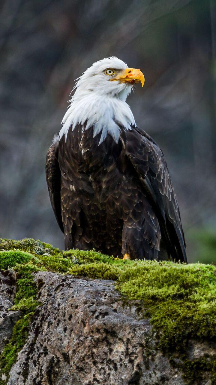 720x1280 Animal Bald Eagle (720x1280) Wallpaper