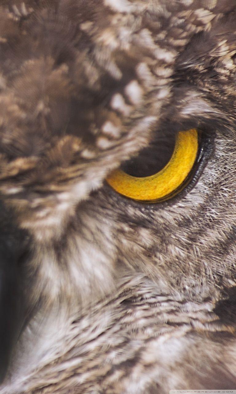 768x1280 Eagle Owl Ultra HD Desktop Background Wallpaper for 4K UHD TV