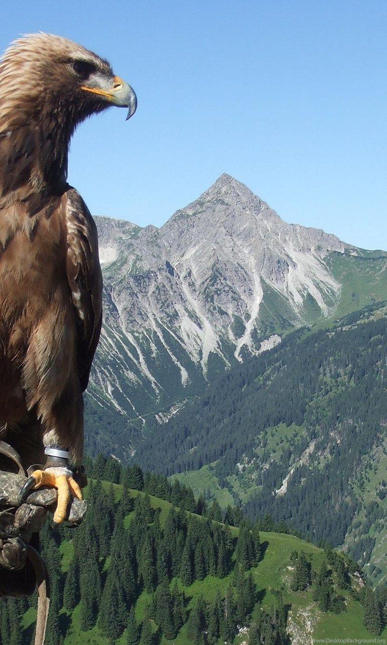 768x1280 MAJESTIC GOLDEN EAGLE WALLPAPER Desktop Background
