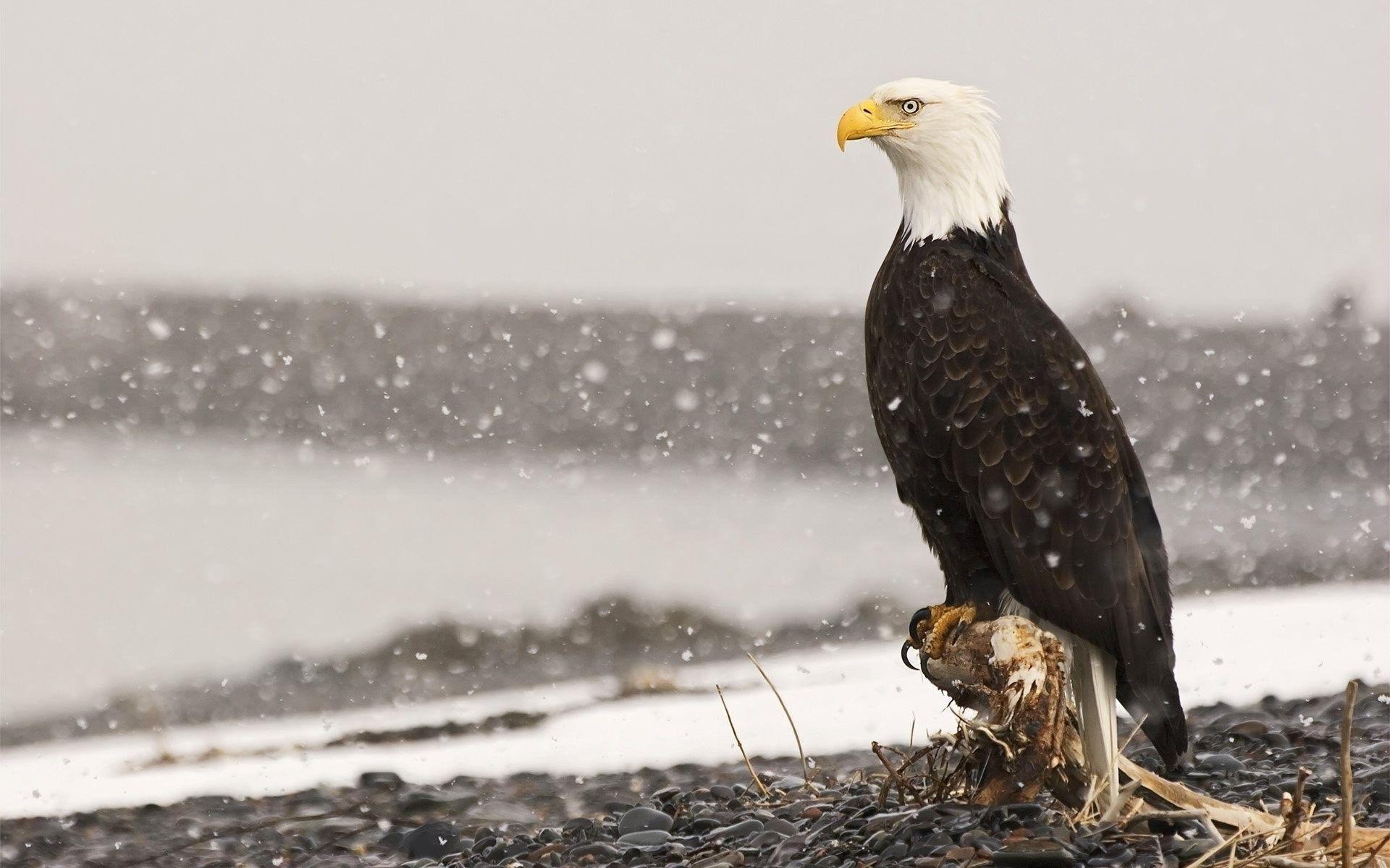 1920x1200 animals, Birds, Eagle, Bald Eagle Wallpaper HD / Desktop and Mobile Background