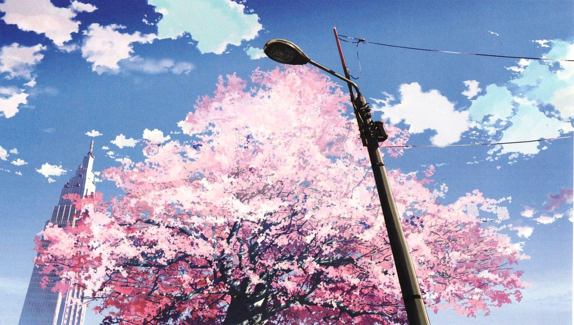1922x1087 Anime Cherry Blossom Wallpaper