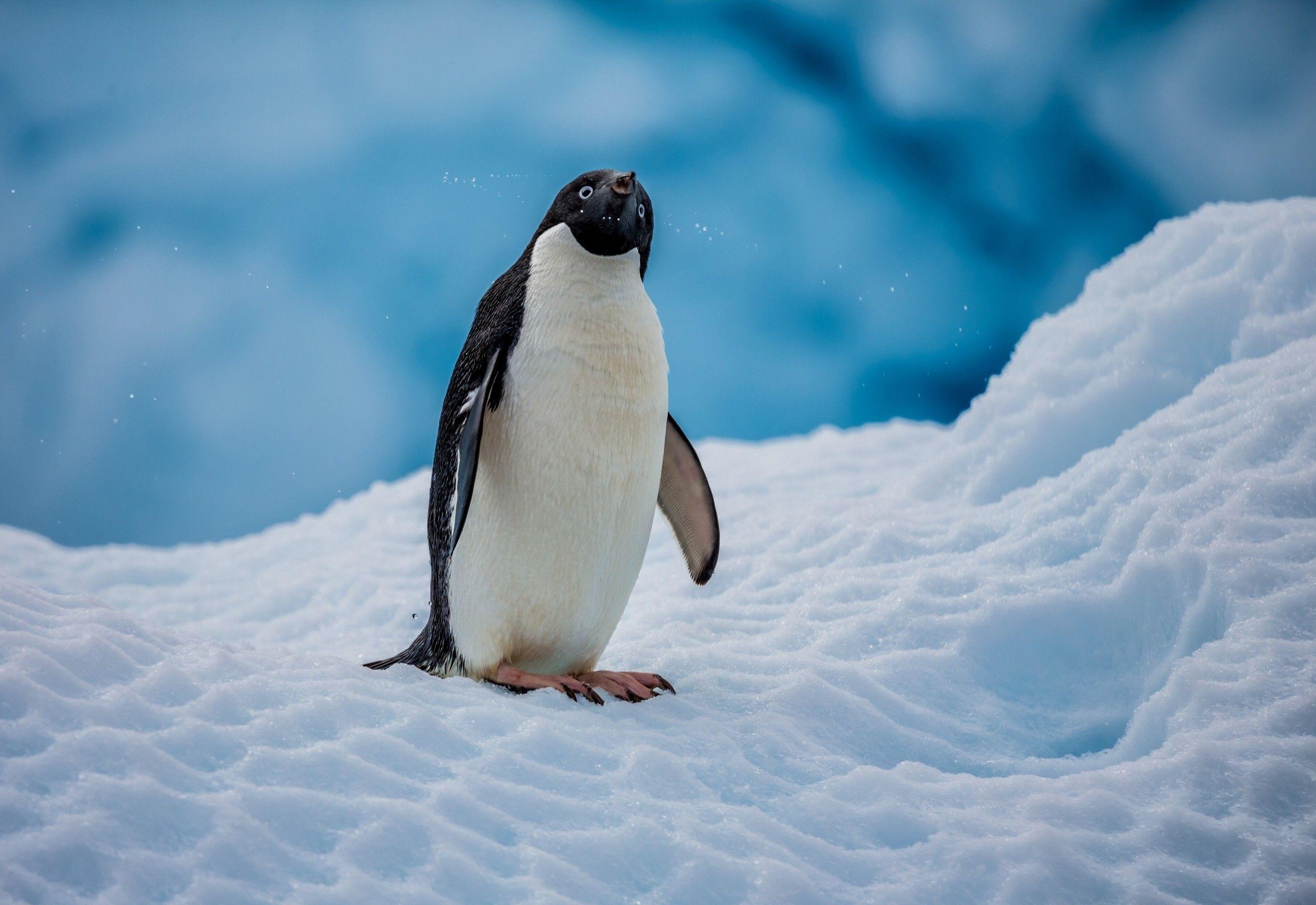 2700x1856 Snow Penguin Wallpaper. Snow Wallpaper