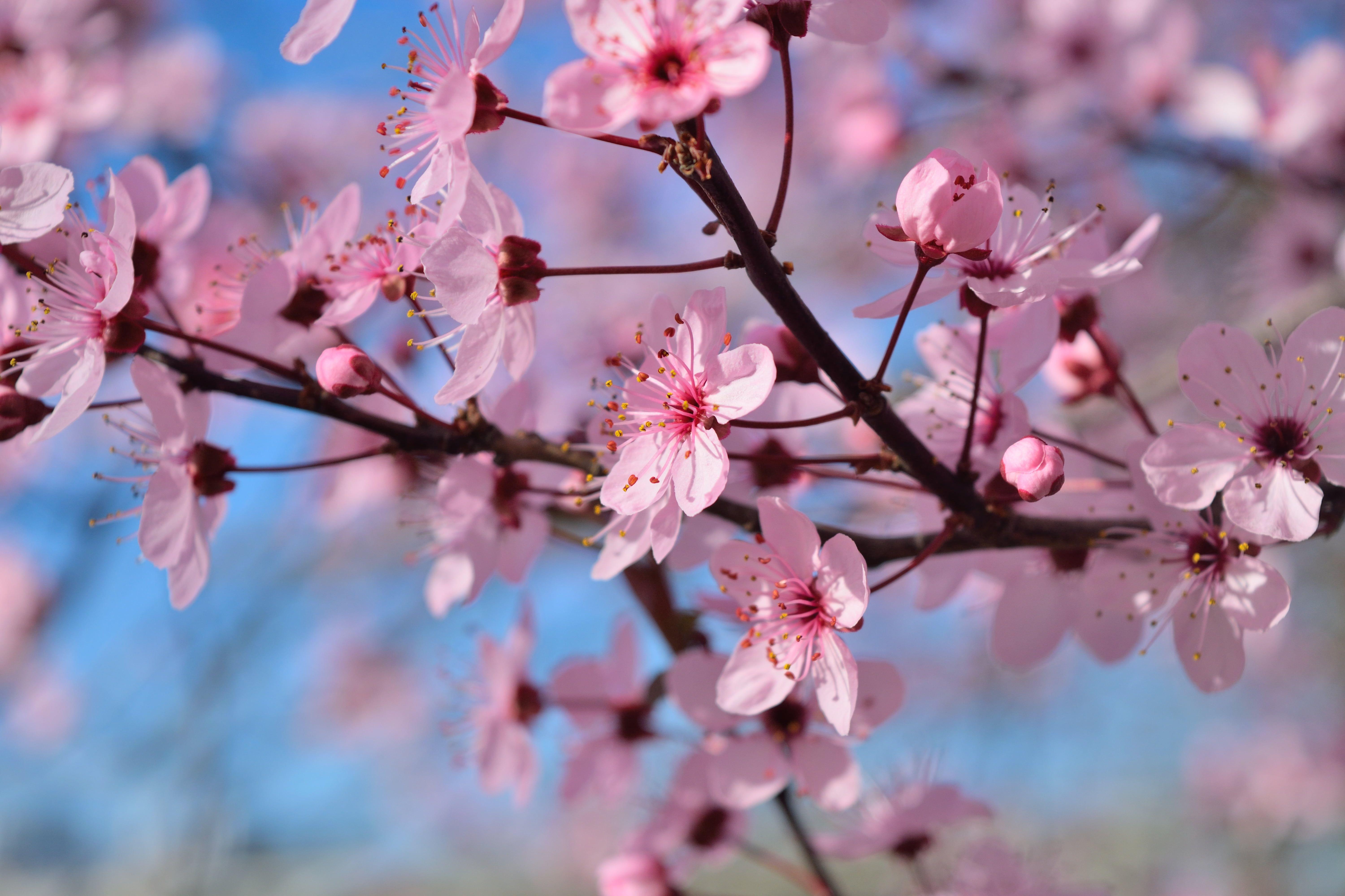 Cherry Blossom Tree Wallpapers - Sorel Boots Women