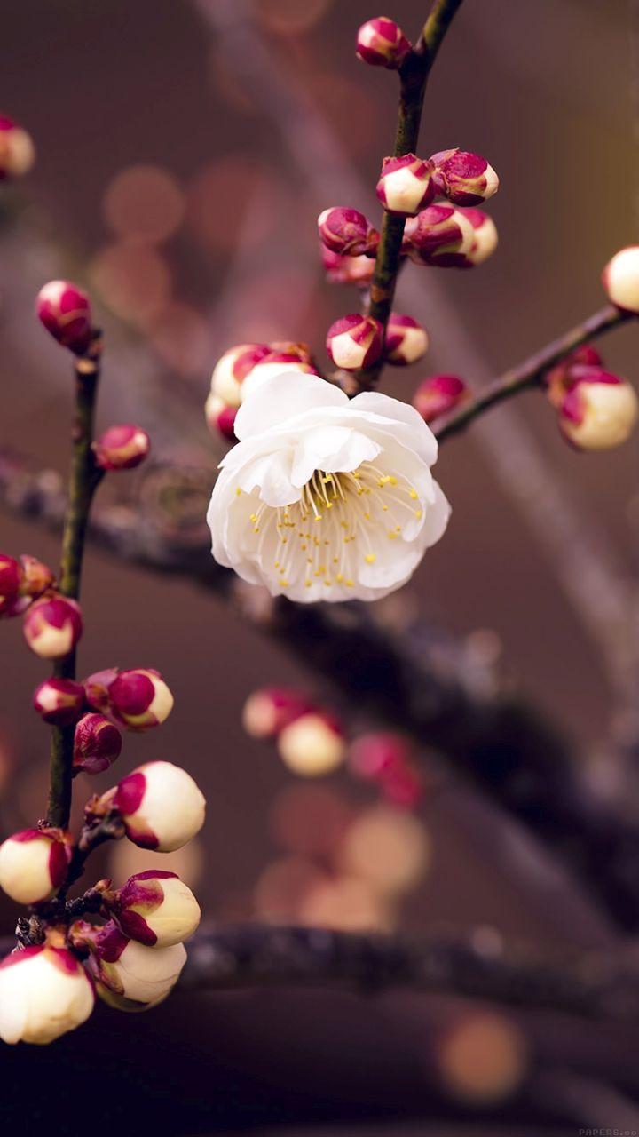 720x1280 Beautiful Cherry Blossom iPhone Wallpaper // Oriental Flowers