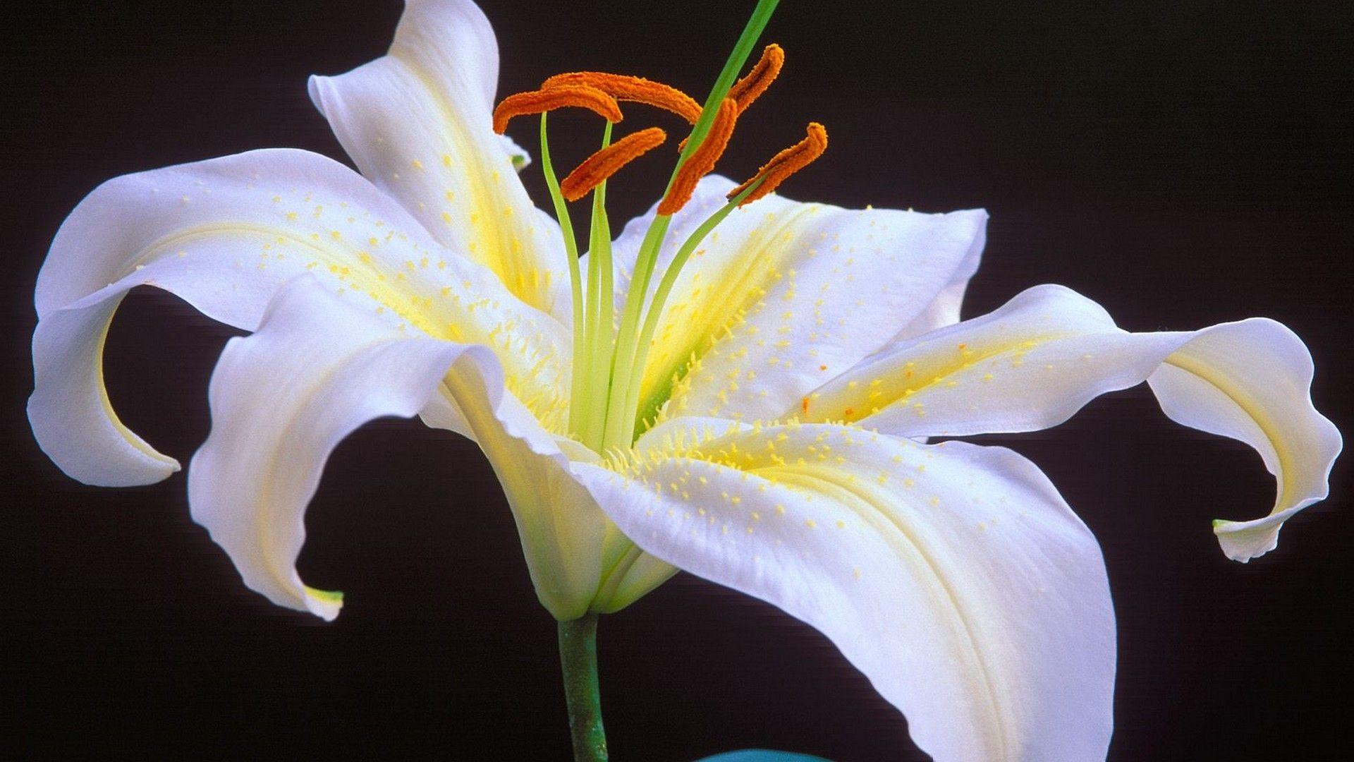 1920x1080 Oriental lilies white flowers wallpaperx1080