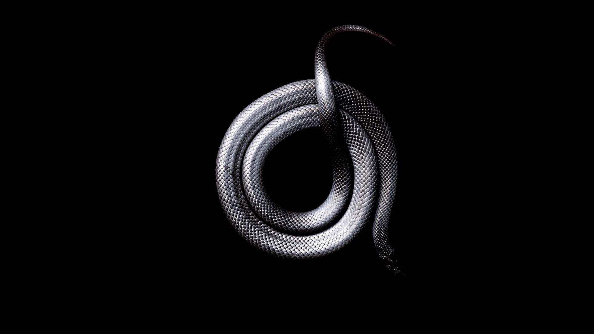 Dark Snake Wallpapers - Top Free Dark Snake Backgrounds - WallpaperAccess