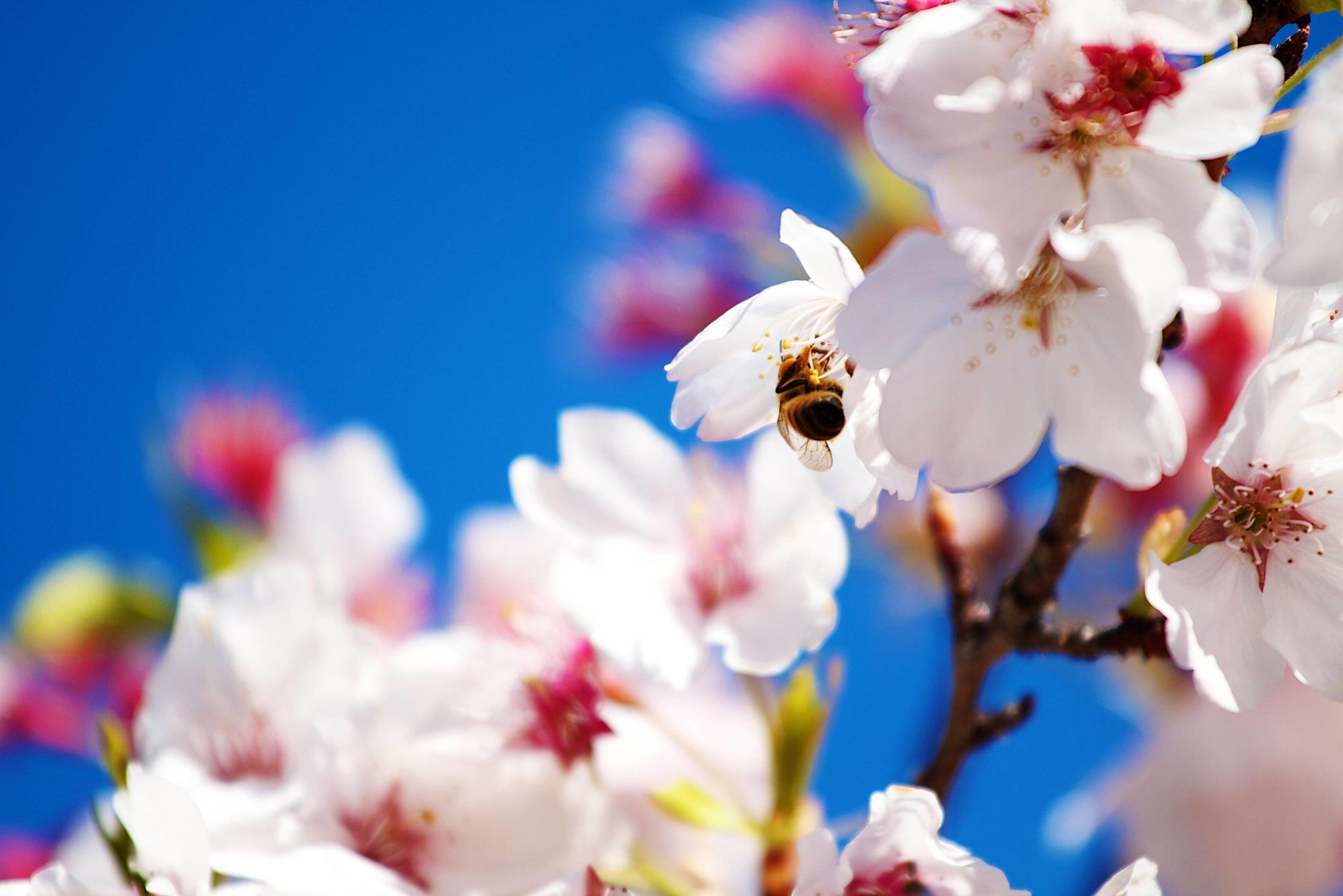 3184x2123 Spring Christian Wallpaper