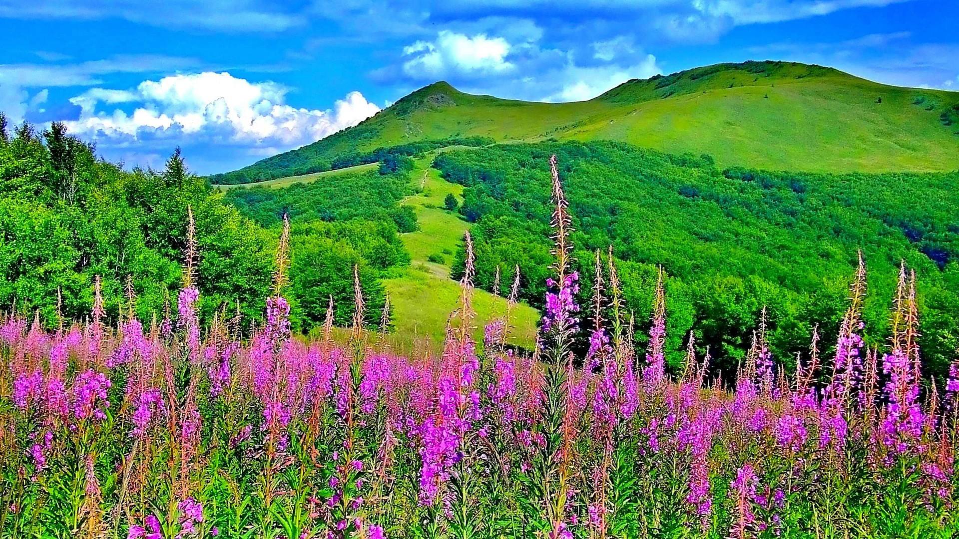 1920x1080 Beautiful Spring Scenes Wallpaper (1920x1080)