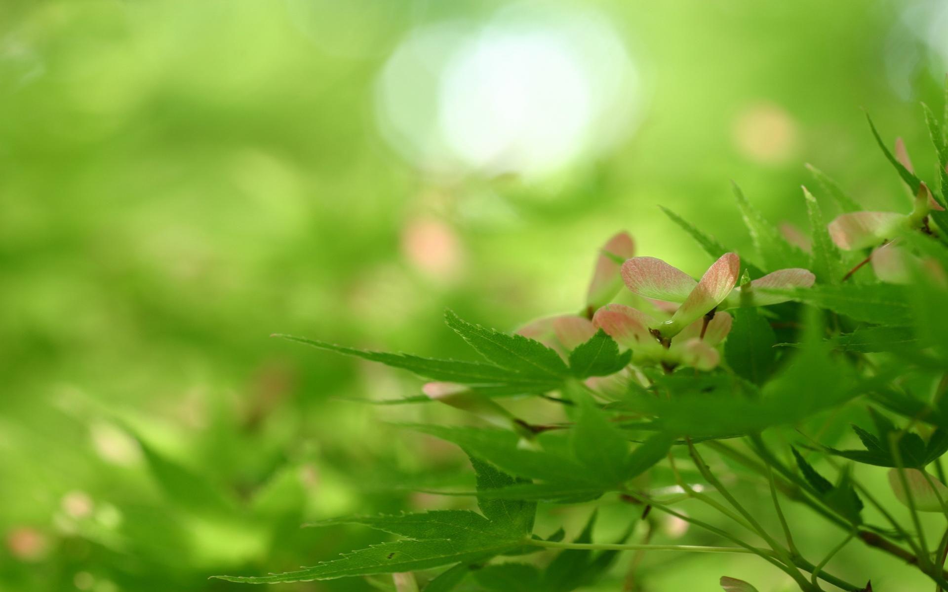 1920x1200 Rising Nature Windows 7 Scenery Desktop Wallpaper. Scenery