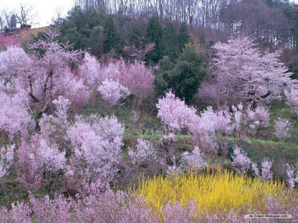 Spring Nature Scenes Wallpapers - Top Free Spring Nature Scenes ...