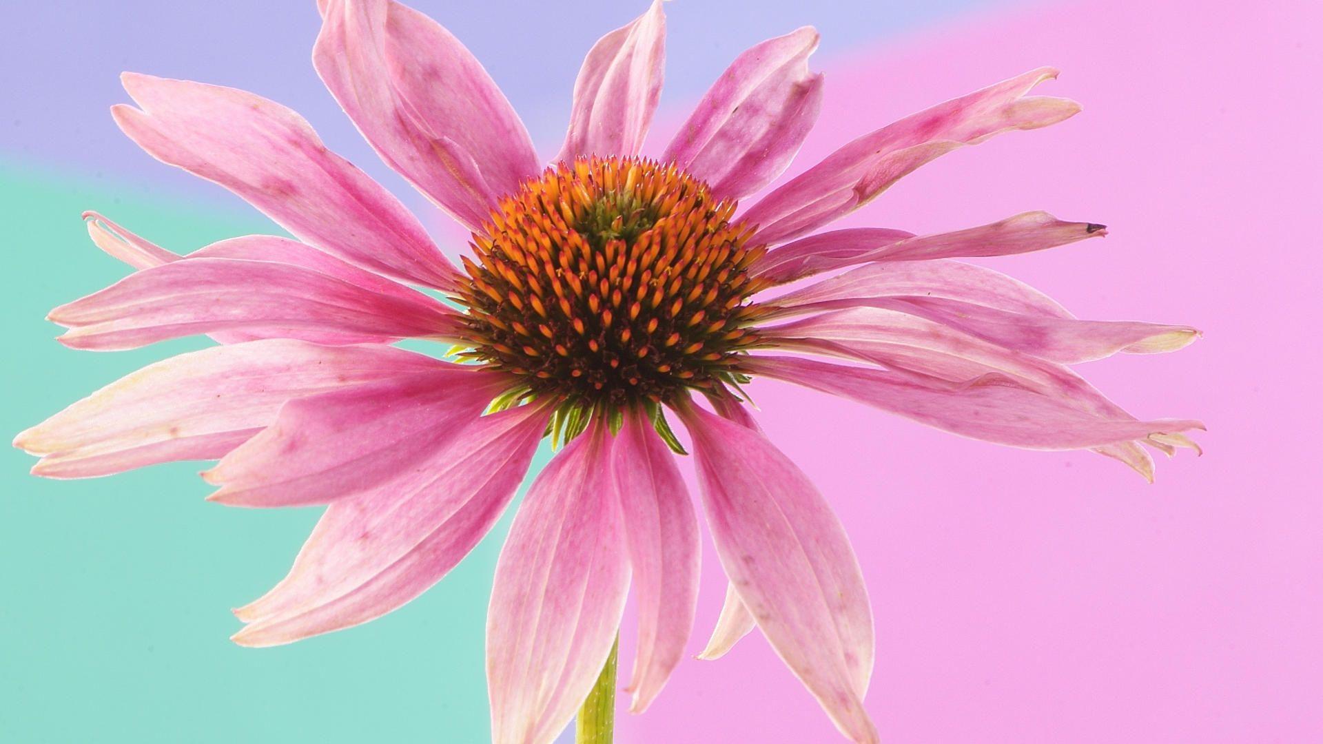 1920x1080 Background, delight, spring, wallpaper, scenes, animal, natural
