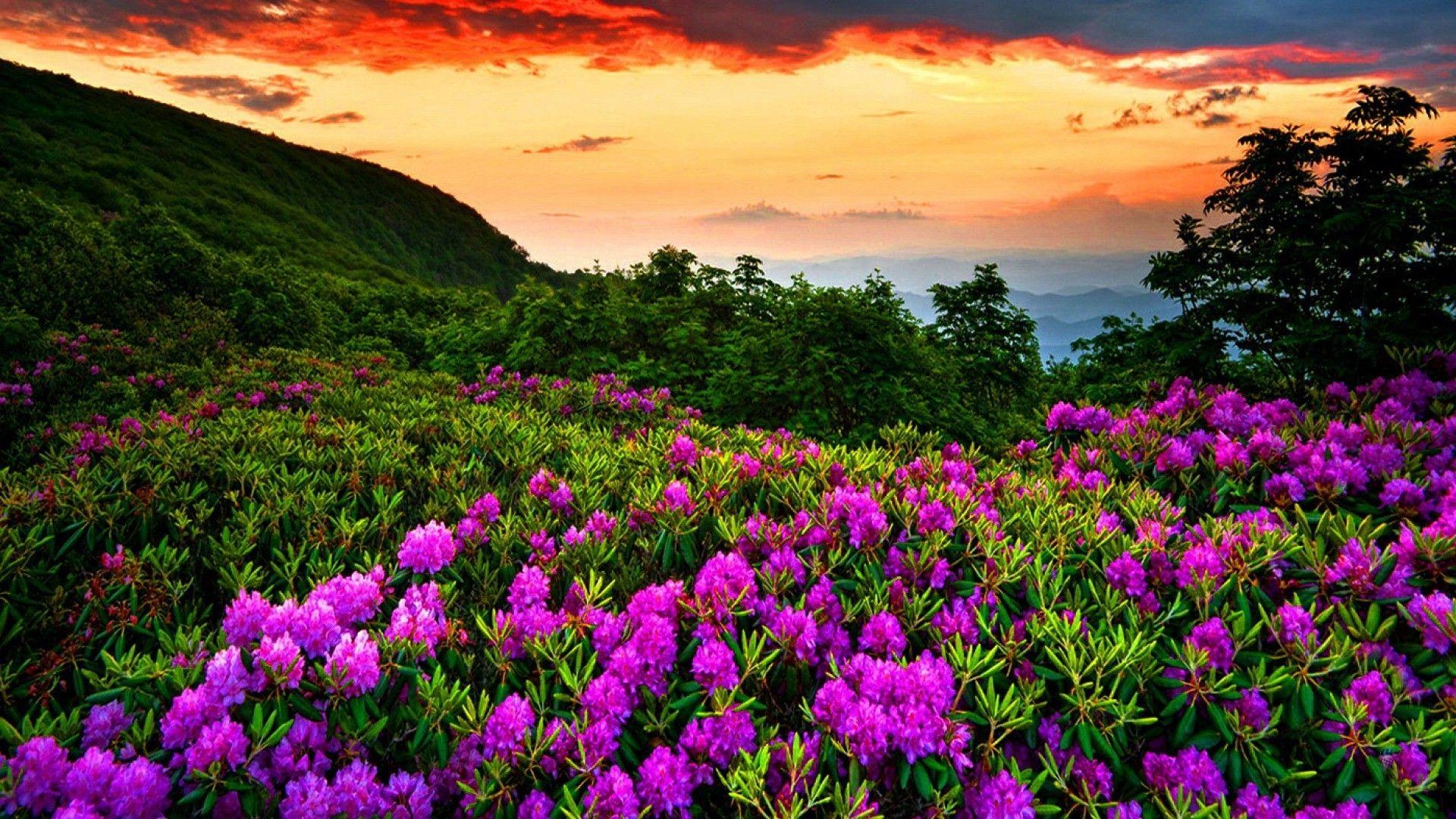 1920x1080 Spring Wallpaper