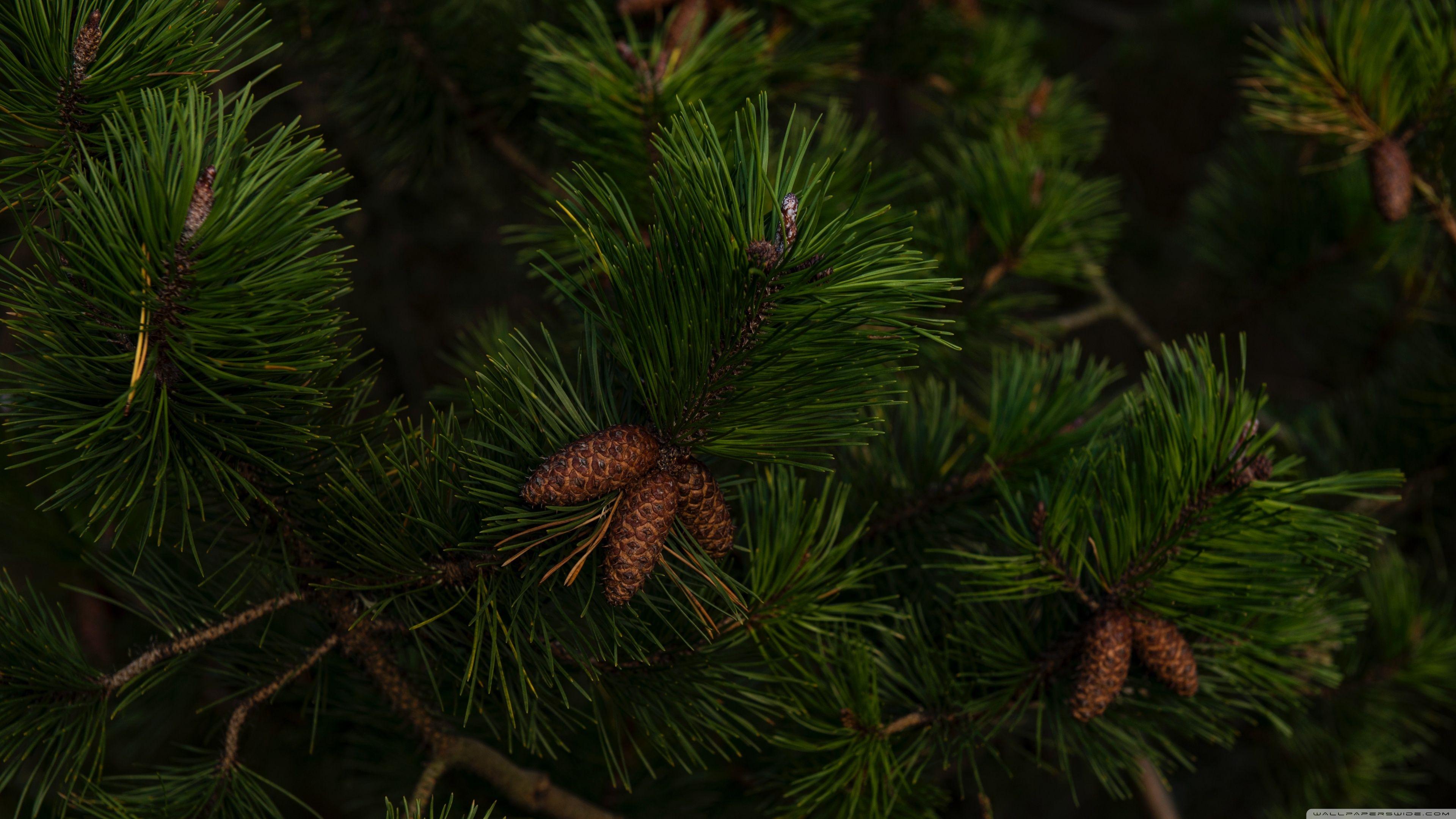 Cool Pine Wallpapers  Wallpaper Cave