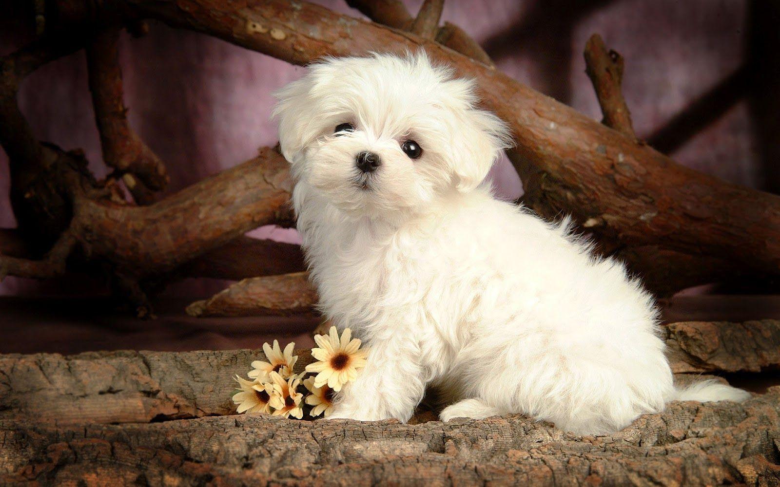 Cute Dog Wallpapers - Top Free Cute Dog Backgrounds - WallpaperAccess