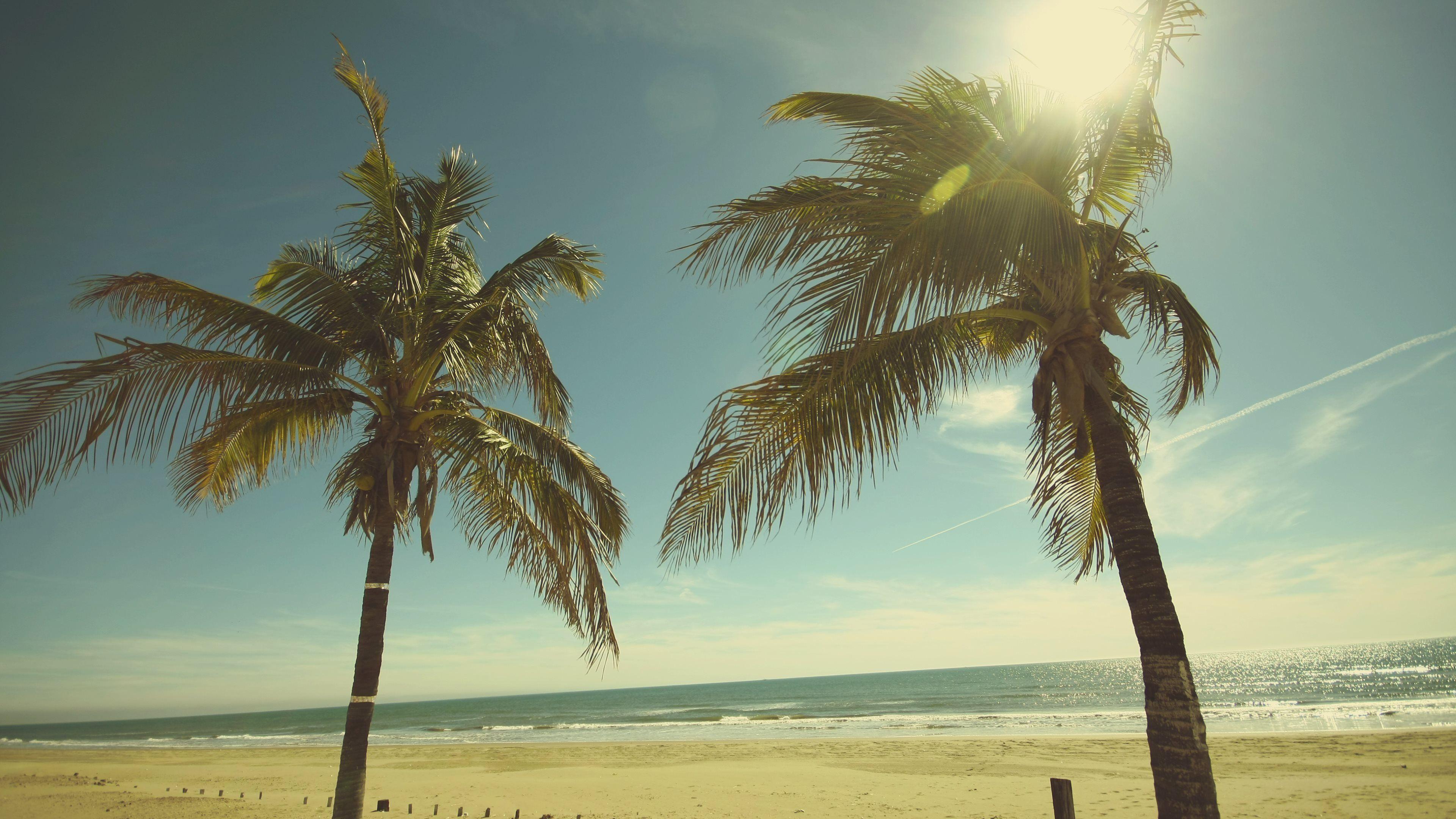 3840x2160 Palm Tree Wallpaper 4k
