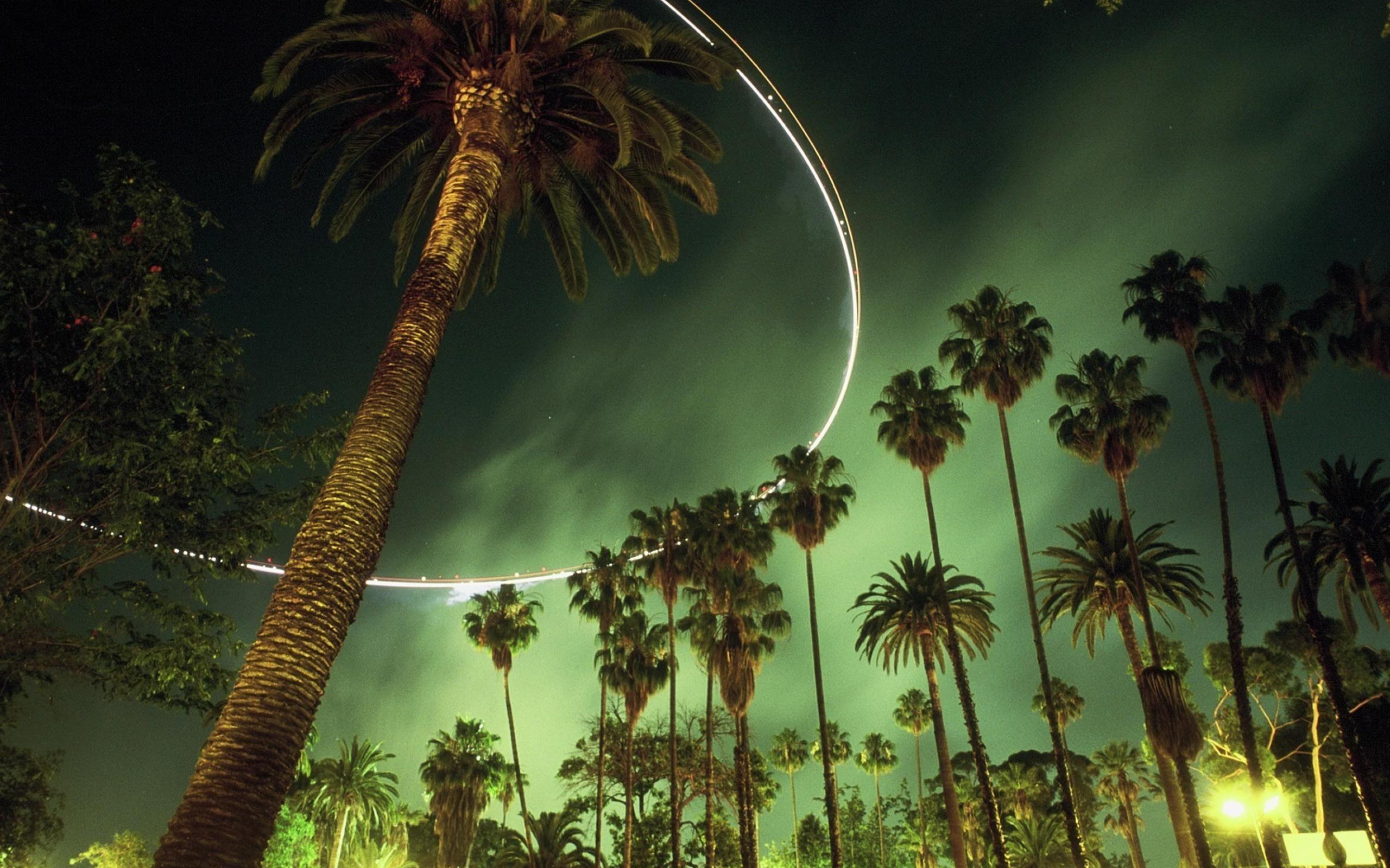 2560x1600 Palm Tree HD Wallpaper