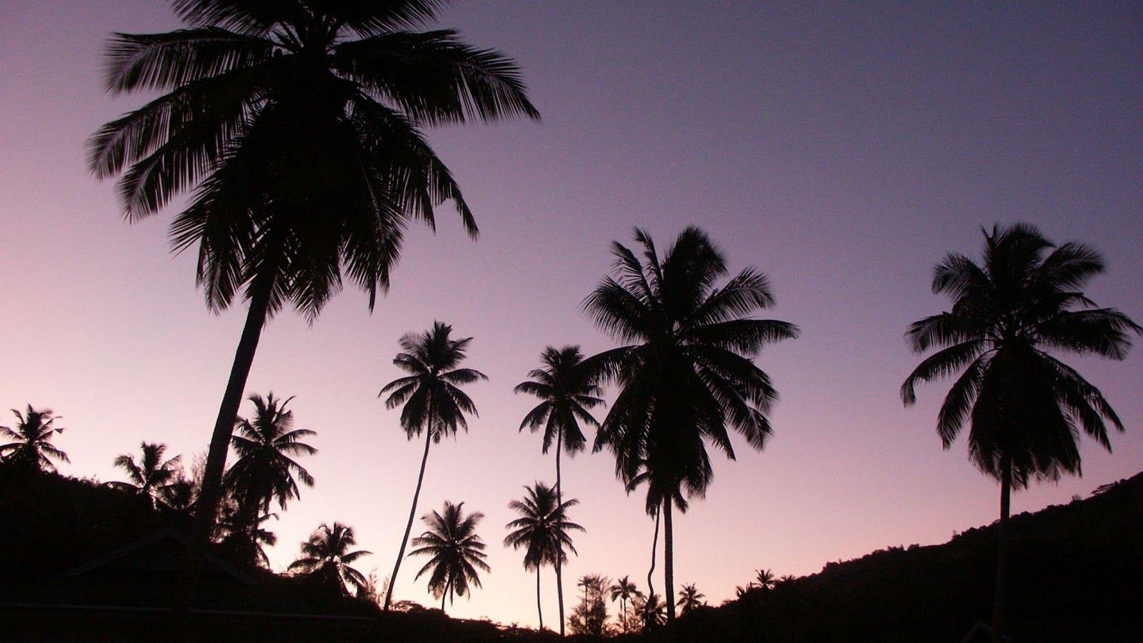 1600x900 Free download California Palm Trees Tumblr Background HD Wallpaper